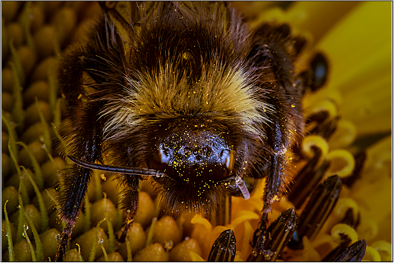Pollinating bee